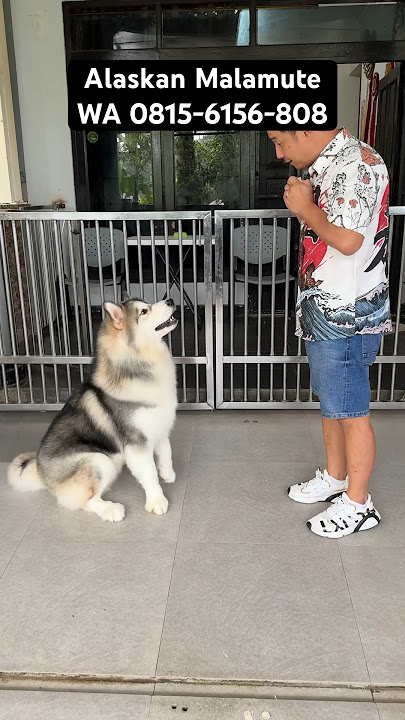 Jual Alaskan Malamute Cakep & Pintar
