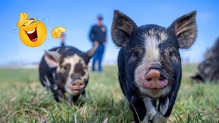 Caught In The Act Sneaky Pig Steals Pumpkins & Gets Busted