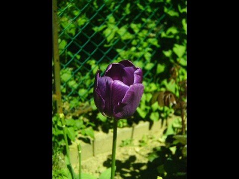 Videó: Mi volt a tulipánhagyma őrület?