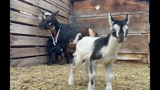 Three adorable baby goats play with mom