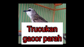 Suara Burung di Pagi Hari | Trik Kicau Burung Di Pagi Hari