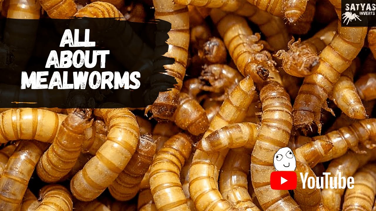 MEALWORM FARMING GUIDE YouTube