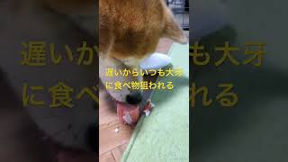 【秋田犬】子分のケーキ食べる動画 #akitainu #秋田犬 #akitadog #dog #dog grooming#akitadog