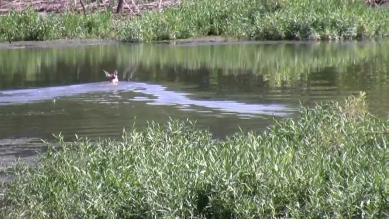 Deer Do Swim YouTube