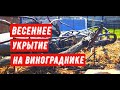 Весеннее укрытие на винограднике