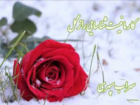 کار ما نیست شناسایی راز گل سرخ سهراب سپهری