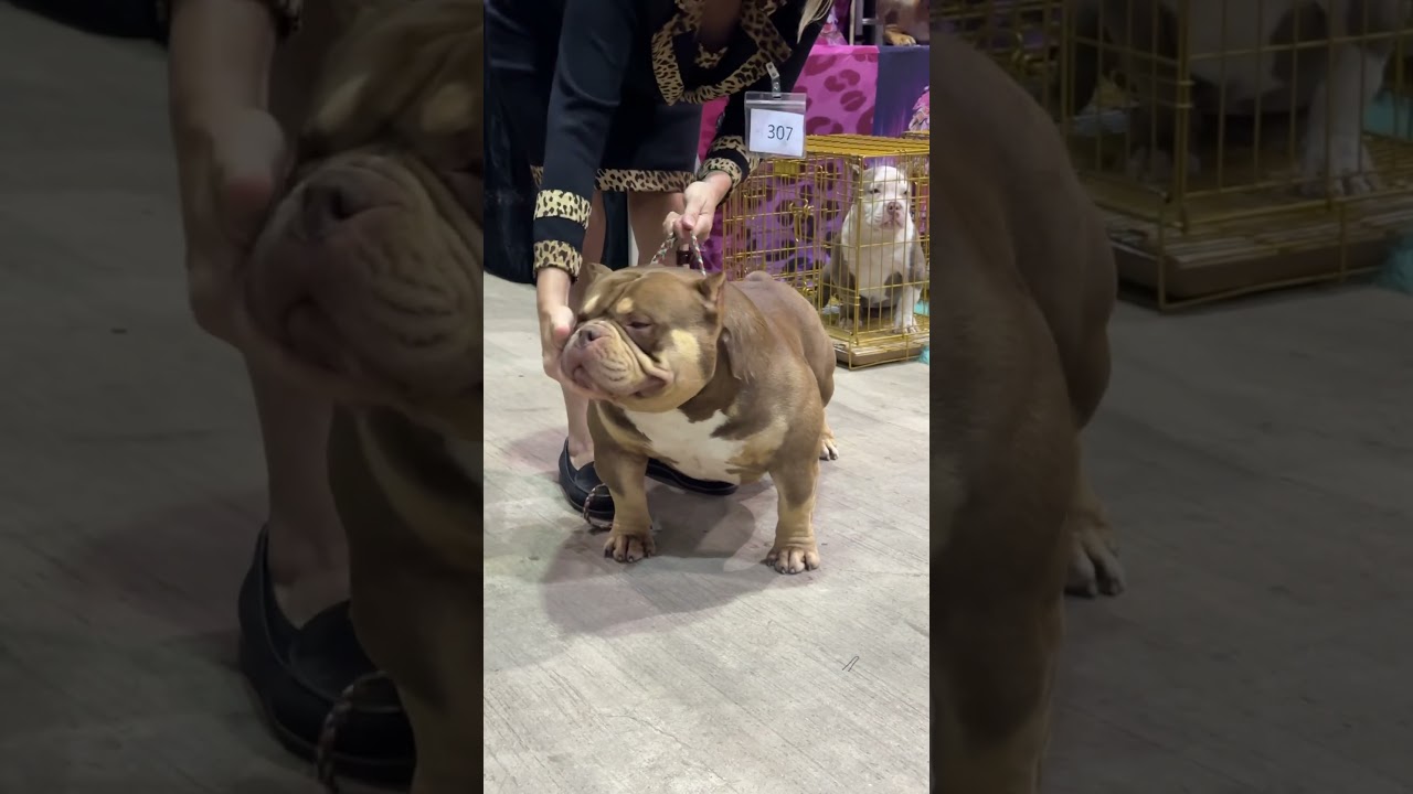 American bully Trapzilla 