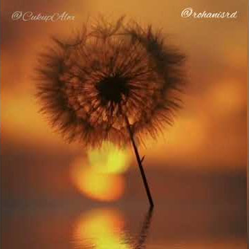 Semalu-malunya Aku