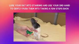 How to Train a Rat to Backup on Hind Legs by Shadow The Rat 940 views 2 months ago 2 minutes, 4 seconds