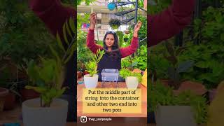 How to water your plants on vacation?