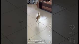 StupidKing👑📈- Eps 6654 #ethantheartist #stupidking #explore #reaction #funnyshorts #comedyvideos