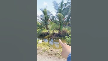 BÁN 3348MV CÓ 1250THỖ CƯ ĐƯỜNG NHỰA GIÁ 1.8 TỶ CHO 1000MV LH 0907198665 #datgiare #muabandatgiare