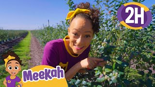 Go Berry Picking with Meekah +More | Blippi and Meekah Best Friend Adventures