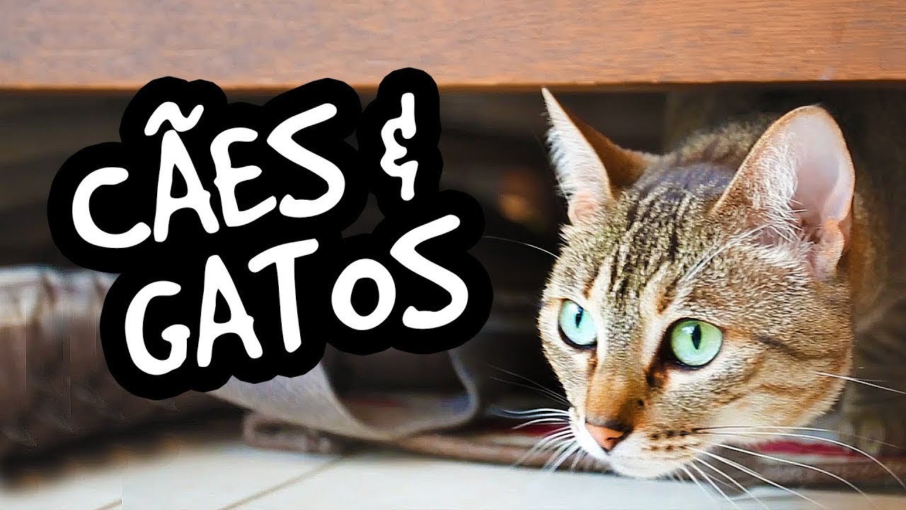 brincadeiras dos gatos – Cão Cidadão