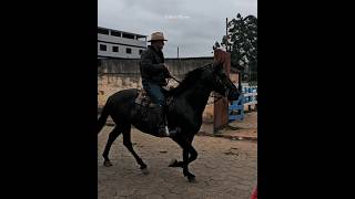 superando muito cavalos