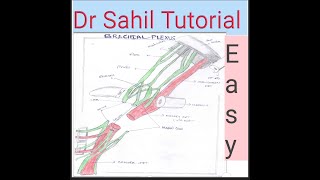 Brachial Plexus Easy way ,Brachial Plexus Mnemonics