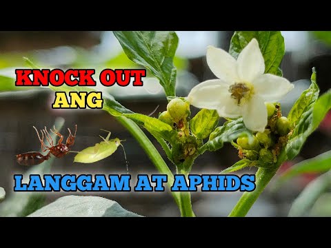 Video: Aphids sa mga puno at bulaklak: mga paraan upang labanan