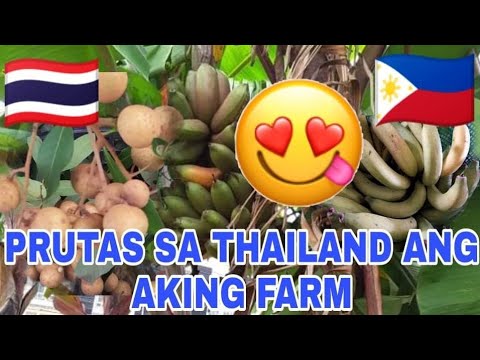 Video: Prutas Paraiso Ng Thailand