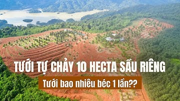 Giải Pháp Tưới Tự Chảy Cho Sầu Riêng, Tận Dụng Địa Hình Đồi Dốc Cao Tại Lâm Đồng