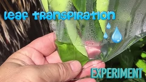 LEAF TRANSPIRATION Experiment (what is transpiration?)