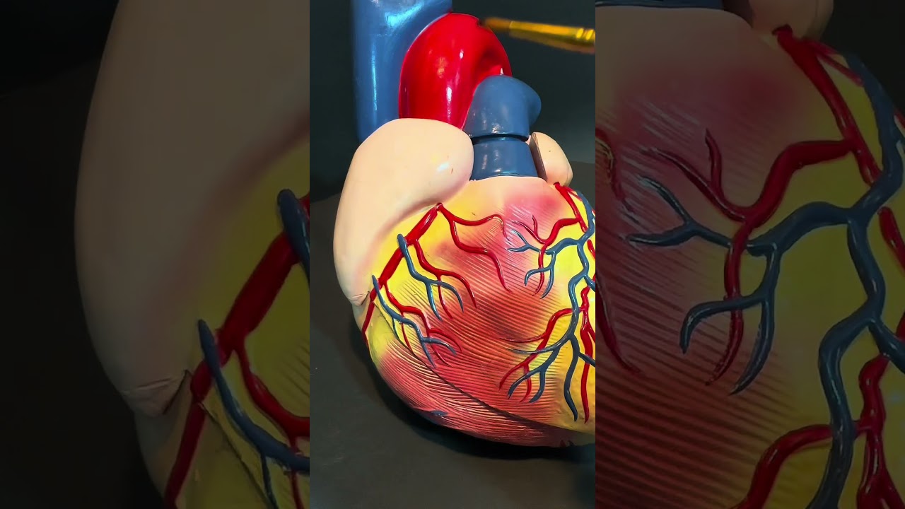 Quick ospe Anatomy of heart | part 2| #anatomy