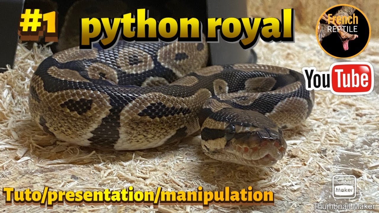 Python Reguis/python ball présentation/manipulation