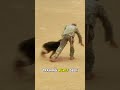 Soldier Trains Dogs: A Day Caring for US. Military Working Dogs.