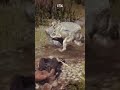 O LOBO NOS ATACOU 😱🐺 #readdeadrp #readm #reddeadroleplay #rdr2 #reddeadredemption