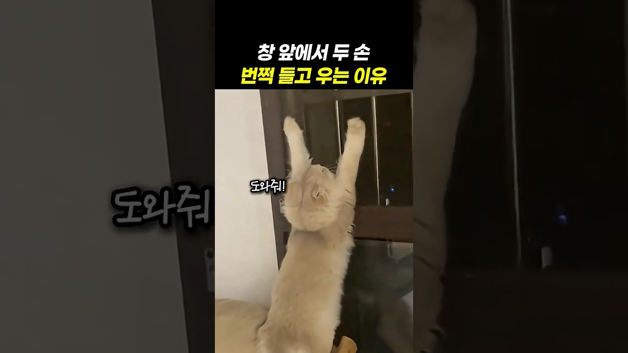 창틀에 매달린 아기 고양이의 다급한 SOS...아빠의 반응은?