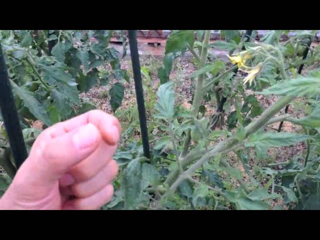 トマトの収穫量を２倍にする剪定方法 Youtube