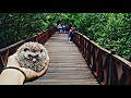 #Hedgehog Landak Mini Kawin ( Beranak )
