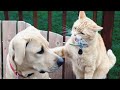 Cats vs dogs fighting  funny cats and dogs compilation  petastic 