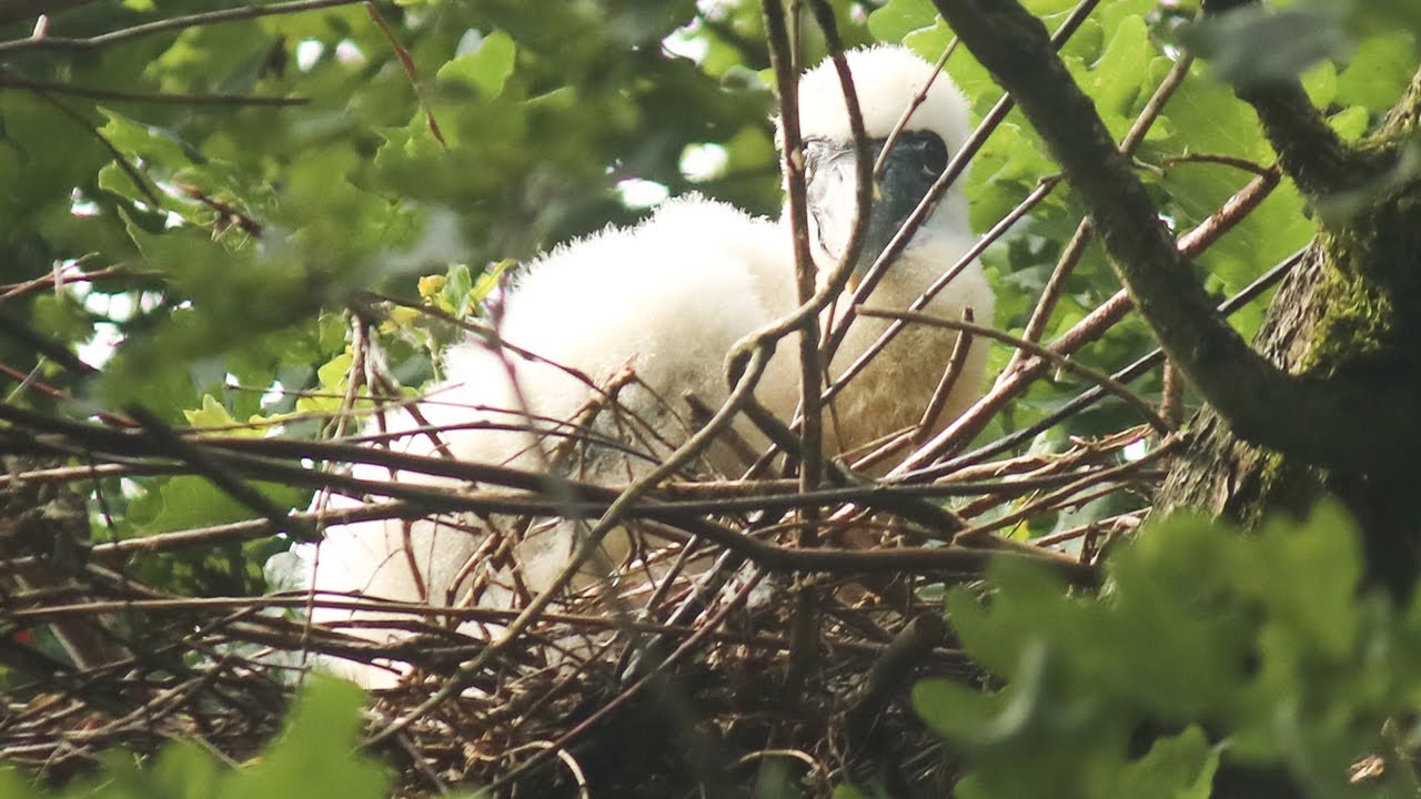 Voor het eerst nimmerzat geboren in DierenPark Amersfoort