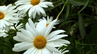 Dis Moi Papa - Sylvie Pelchat