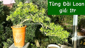 Tùng Đài Loan dáng huyền | Tùng la hán Bonsai | Giá: 1tr