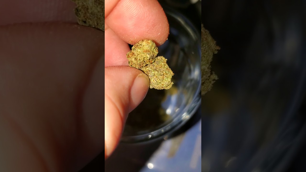 Buds rehydrate time lapse  ( Raw HydroStone )