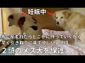 【保護犬】多頭飼育で増えて飼えないから保護してほしいと相談、、生まれた赤ちゃんのその後は...?母親は...?