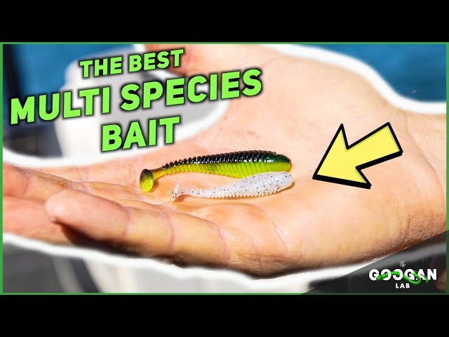 The BEST MULTI SPECIES Fishing LURE! ( Fishing Tips ) 