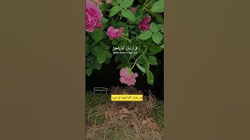 قران كريم #المصحف #اكسبلور #القزابري #تيك_توك #دويتو #duet #صباح_الخير #لايك #الرحمن #quotes
