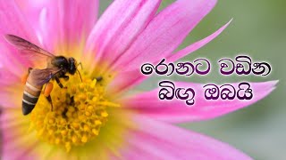 රොනට වඩින / Ronata wadina Sinhala geethika