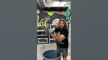 King Cobra Strikes! #short #shorts #snake #kingcobra #nature #animal #wildlife #cobra