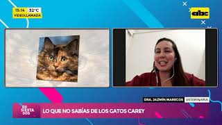 ¡Lo que no sabías de los gatos carey!