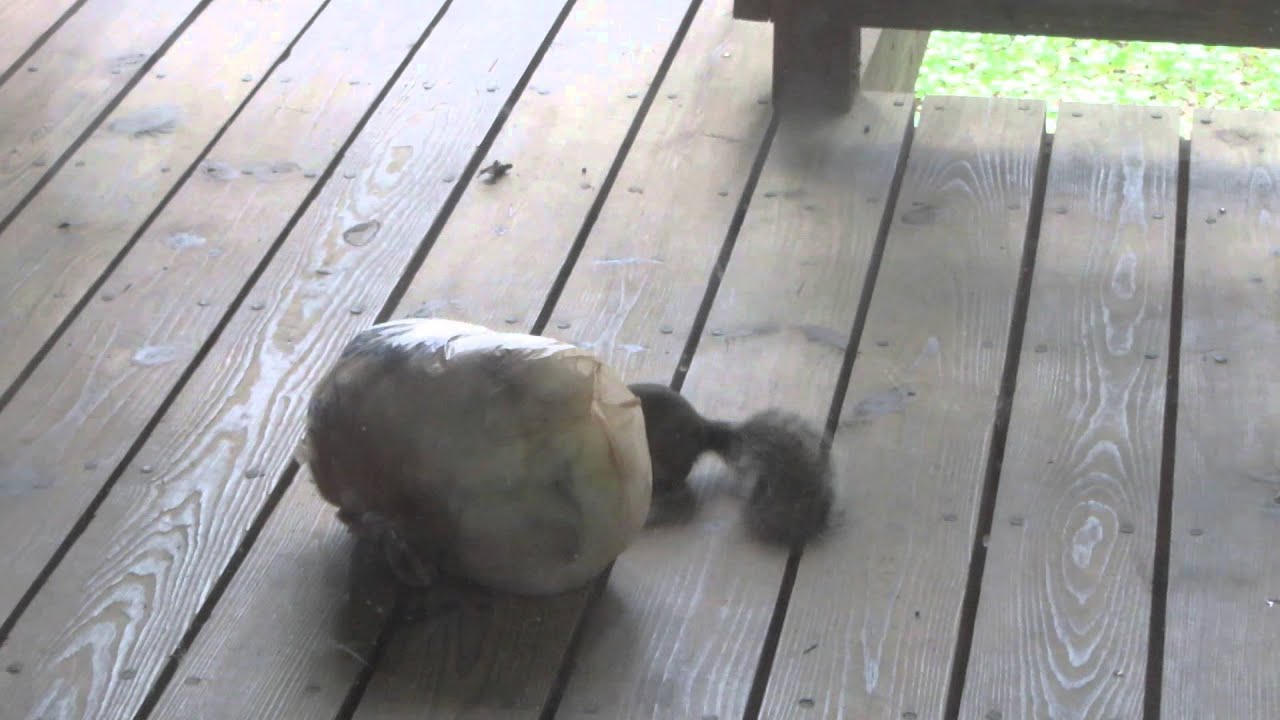 Squirrel playing with bag of plastic bags on our deck. YouTube
