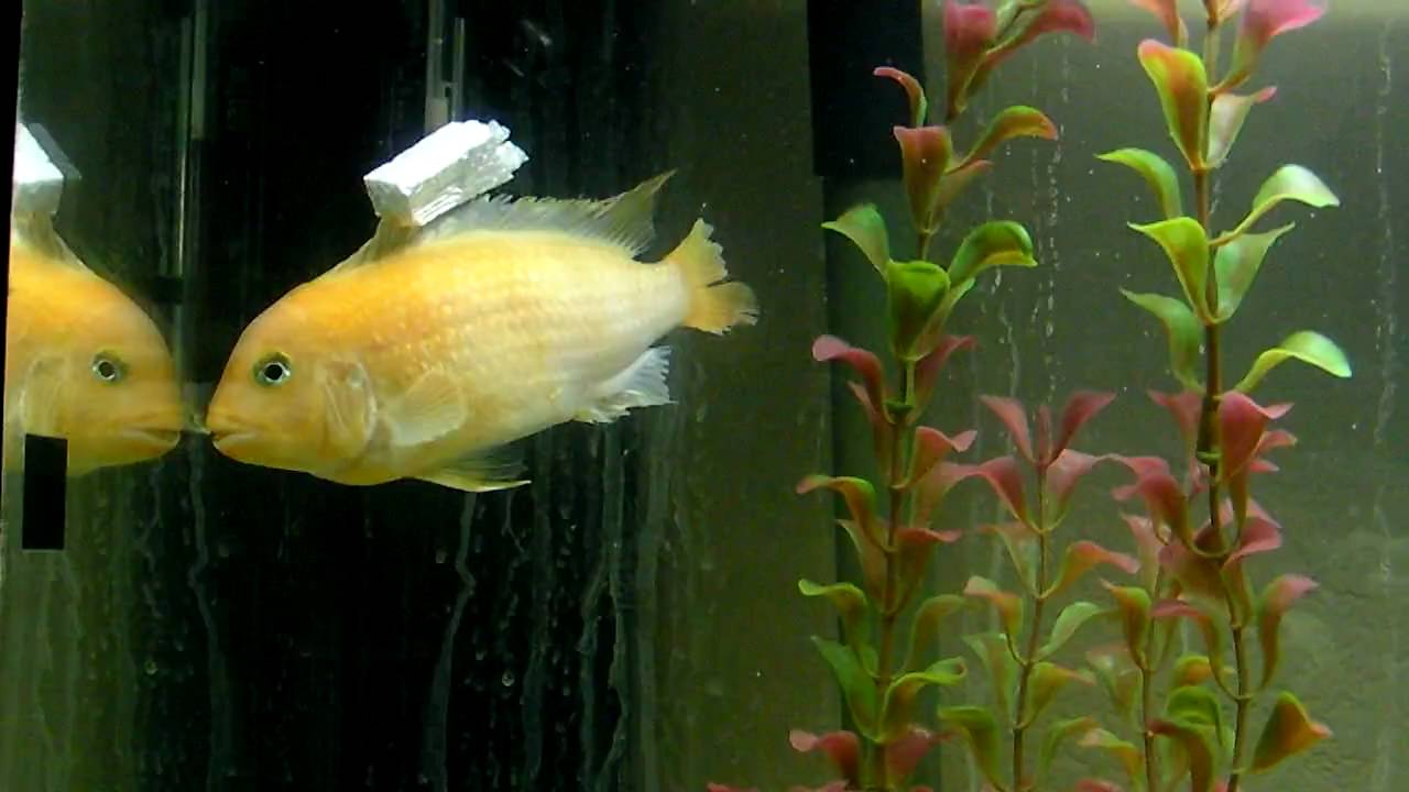 Cichlid With Artificial Swim Bladder YouTube - 1280x720 - jpeg Swim Bladder