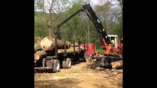 Advanced Hardwoods Loading Timber