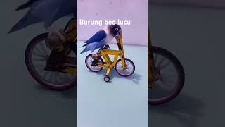 Burung beo lucu lincah cerdas #lucu #burung beo
