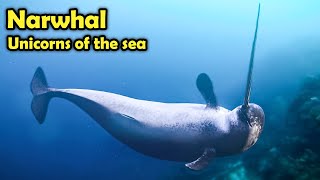What is a Narwhal?  -  Unicorns of the Sea by Learn about Animals 23,726 views 11 months ago 11 minutes, 11 seconds
