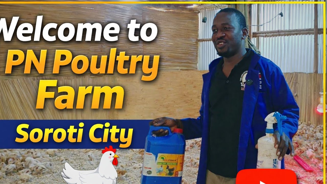 Inside PN Poultry Farm ,Where Quality Poultry Begins 🐓