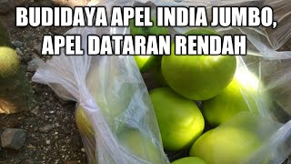 CARA AGAR APEL PUTSA BERBUAH LEBAT BESAR DAN MANIS!!! Real terbukti