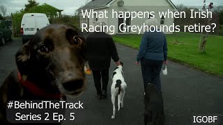 Greyhound Rehoming | #BehindTheTrack Series 2